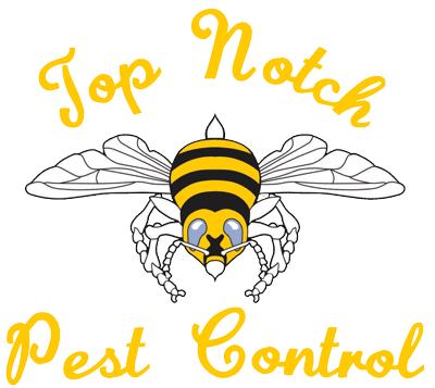 Pest Control in | Notch Pest Control
